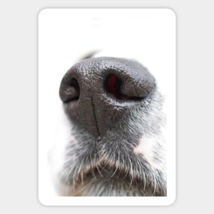 A Dog&#39;s Nose Always Knows Sticker